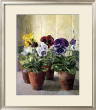 Buy Pansies in Flower Pots at AllPosters.com