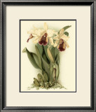 Buy Dramatic Orchid II at AllPosters.com