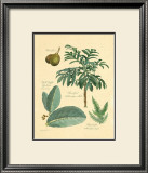 Buy Rainforest Collection II at AllPosters.com