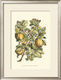Quince Tree Branch