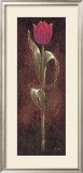 Buy Mystic Tulip Dark Red at AllPosters.com