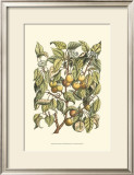 Apricot Tree Branch