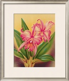 Buy Cattleya at AllPosters.com