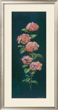 Buy Hortensie at AllPosters.com