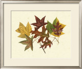 Buy Tulip Tree, Sweet Gum and Scarlet Oak at AllPosters.com