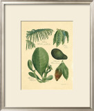 Buy Rainforest Collection I at AllPosters.com