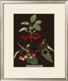 Buy Brookshaw Cherries at AllPosters.com