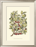 Buy Cherry Tree Branch at AllPosters.com