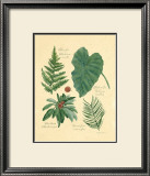 Buy Rainforest Collection IV at AllPosters.com