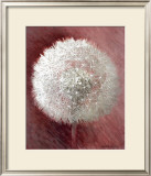 Buy Dandelion Clock I at AllPosters.com