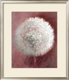 Buy Dandelion Clock II at AllPosters.com