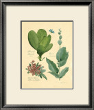 Buy Rainforest Collection III at AllPosters.com