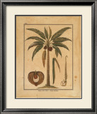 Buy Cocoa Nut Palm at AllPosters.com