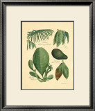 Buy Rainforest Collection I at AllPosters.com