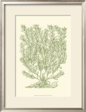 Buy Mossy Branches II at AllPosters.com