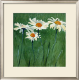 Buy White Daisies at AllPosters.com