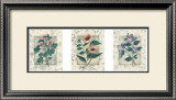 Buy Healing Herbs, Panel II at AllPosters.com