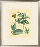 Buy Rainforest Collection II at AllPosters.com