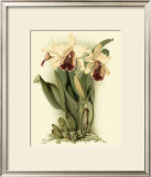 Buy Dramatic Orchid II at AllPosters.com