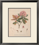 Buy Aeruginosum at AllPosters.com