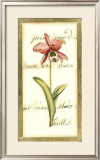 Transitional Orchid II