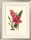 Buy Amaryllis Blooms III at AllPosters.com
