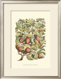 Buy Apple Tree Branch at AllPosters.com