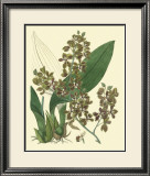 Buy Antique Orchid Study III at AllPosters.com