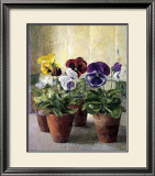 Buy Pansies in Flower Pots at AllPosters.com