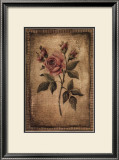 Grand Savin Rose