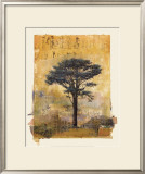 Presidio Cypress Study I