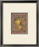 Buy Citron Fructus at AllPosters.com