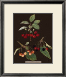 Buy Brookshaw Cherries at AllPosters.com