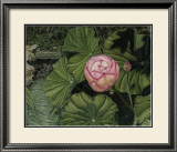 Buy Enchanting Lotus at AllPosters.com
