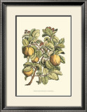 Quince Tree Branch