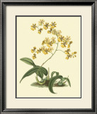 Buy Antique Orchid Study I at AllPosters.com