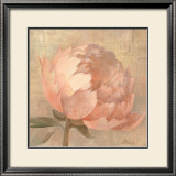 Sweet Peony