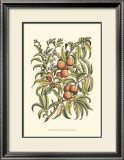 Buy Peach Tree Branch at AllPosters.com
