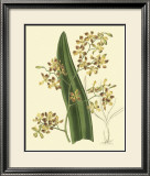 Buy Antique Orchid Study II at AllPosters.com