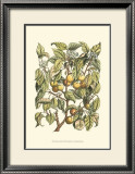 Apricot Tree Branch