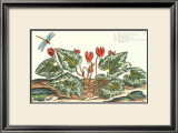 Buy De Passe Cyclamen at AllPosters.com