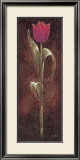 Buy Mystic Tulip Dark Red at AllPosters.com