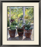Buy Four Pots of Auriculas at AllPosters.com