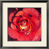 Buy Spanish Rose at AllPosters.com