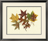 Buy Tulip Tree, Sweet Gum and Scarlet Oak at AllPosters.com