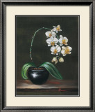 Good as Gold Orchid