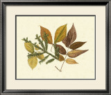 Buy Elm, Spruce, Beech and Ash at AllPosters.com