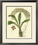 Buy Antique Orchid Study IV at AllPosters.com
