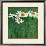 Buy White Daisies at AllPosters.com