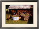 Buy Pumphouse Pansies at AllPosters.com